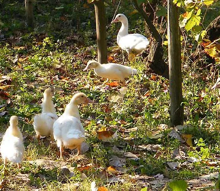 Farma La Collina Delle Streghe
